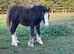 Mini cob colt foal