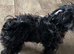 Little mix breed male