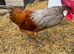 Vorwerk breeding trio for sale