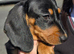 M&eacute;dium sized short legged Dachshund puppies
