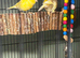 Canaries and Gouldians