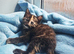 GIRLS KITTENS