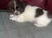 Longcoat chihuahua puppies