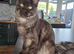 Maine Coon boy black smoke