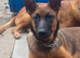 Belgium Malinois x Belgium shepherd