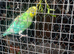 Baby budgies