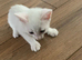 Kittens