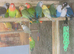 Ringnecks