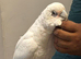 9 months old beared eyed cockatoo for sale or px