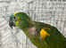 Amazon parrot