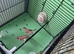 2 male cutthroat finches