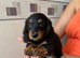 Long hair miniature dachshund