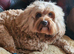 Beautiful female cavpoo.pet home only !