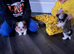 Lovely tea cup maltipoo puppies