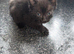 Cute little kittens