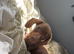 Miniature dachshund