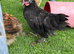 Polish bantam grower
