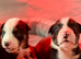 BULLDOG X BORDER COLLIE PUPPIES