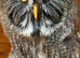 Pair of Great Grey Owls