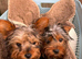 2 beautiful Yorkshire terrier puppies