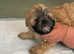Cockapoo and shitzu mix small dog
