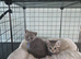 Ready to leave cutest boy TICA registered