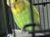 Two young female budgies