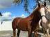Section c gelding
