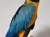 Handreard Silly Tame Blue & Gold Macaw