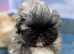 Stunning kc reg pekingese puppies