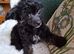 Toy poodle x Papillon, vet checked and 1st vacination