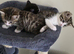 7 kitten