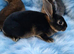 Baby Rex rabbits two brothers