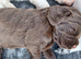 Cocker Spaniel Puppies
