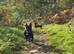 Staffordshire bull terrier pup