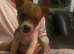 Jack Russell pups