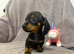 Miniature Dachshund