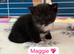 Beautiful bi and tri colour domestic short hair Kittens
