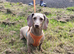 Miniature Dachshund Female