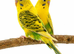 Aviary clearance