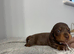 Miniature Dachshund
