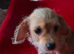 Chihuahua x Toy poodle