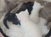 3 bsh x ready now mum is full lilac bsh