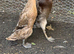 Pure fawn exhibition runners