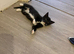 5 beautiful kittens for sale READY TO LEAVE