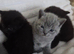 British shorthair kittens