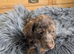 Dachshund pups for sale