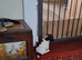 Jack russell puppies