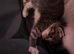 2 kittens for sale