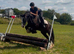 14.2/3H 7Yo Traditional Safe  Family Cob Gelding